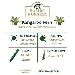 Vigoro Kangaroo Fern Plant (Microsorum diversifolium) in 8 in. Hanging Basket 33742