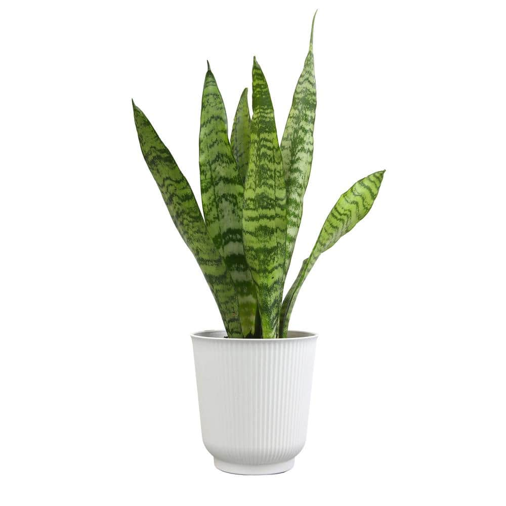 ALTMAN PLANTS Decorative Snake Plant Gift (Sansevieria Zeylanica) Variegated Houseplant in 4.25 in. White Pot 0873205