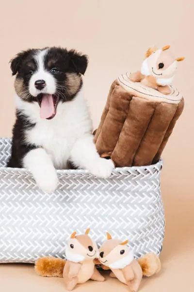 Zippy Paws Burrow Log with Chipmunks Dog Toy in Austin， texas