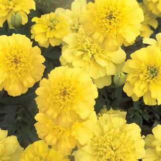 4.5 in. Yellow French Marigold Plant 66835