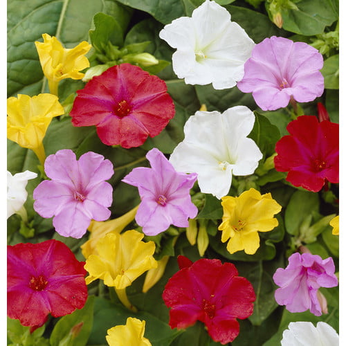 Van Zyverden Four O Clock's Mirabilis Jalapa Mixed Set of 9 Bulbs Part Sun