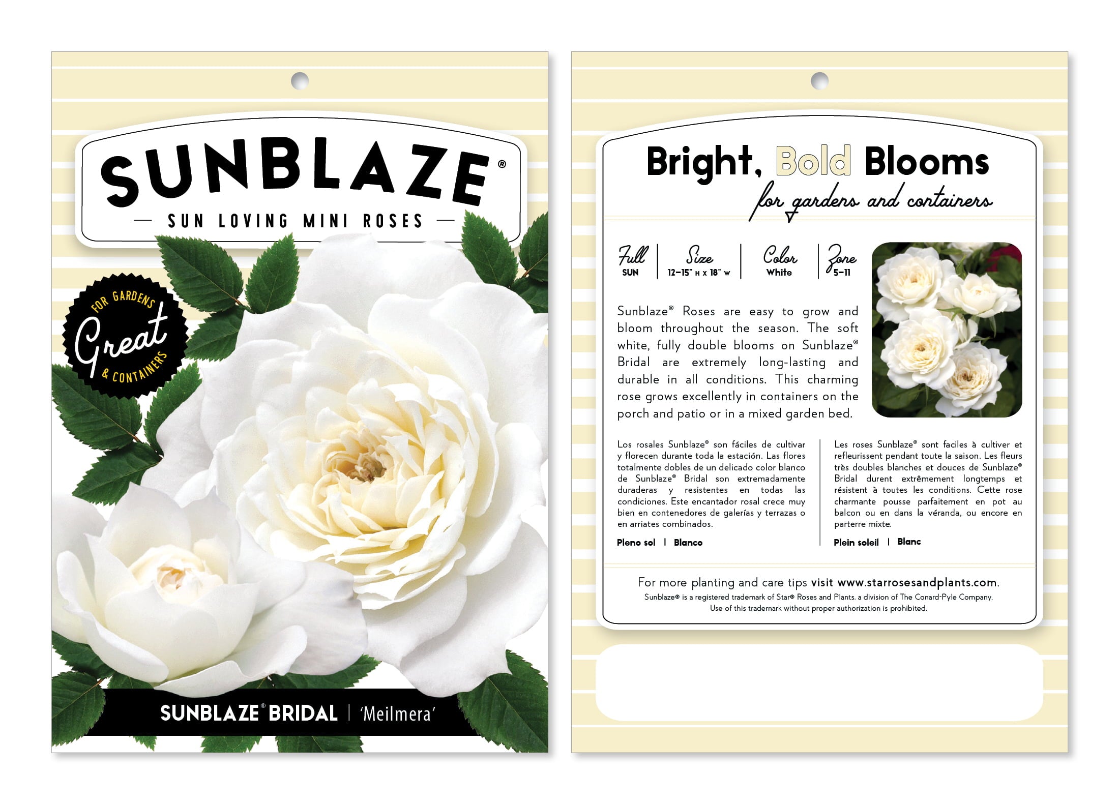 Bareroot Sunblaze® Bridal Miniature Rose with White Flowers - Live Plants - 2 Piece