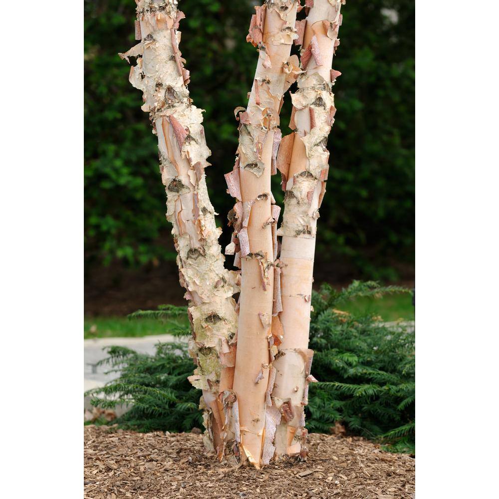 Online Orchards 3 ft. River Birch Tree SHBR003