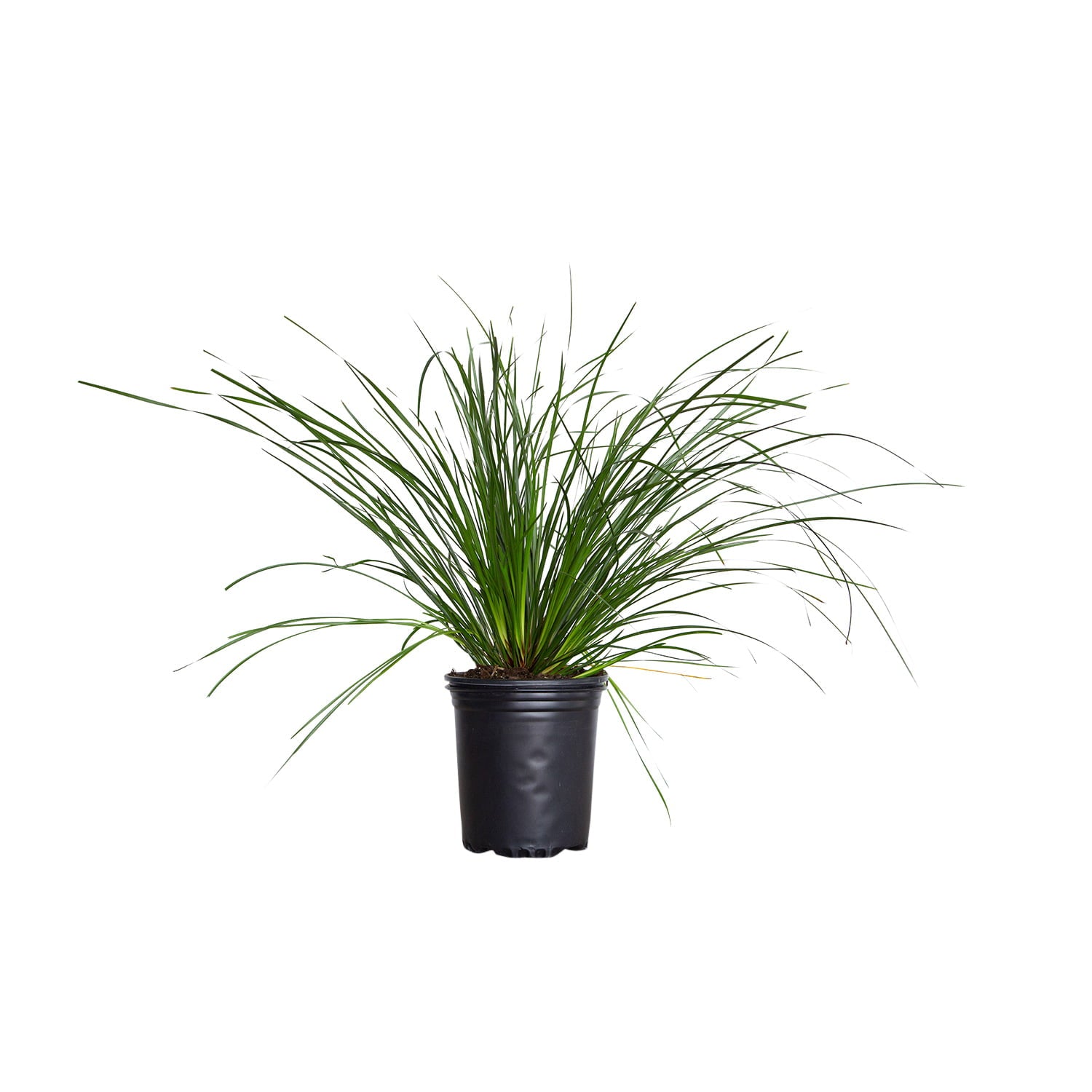 Breeze Lomandra (2.5 Quart) Evergreen Mid-Sized Ornamental Grass - Full Sun Live Outdoor Plant