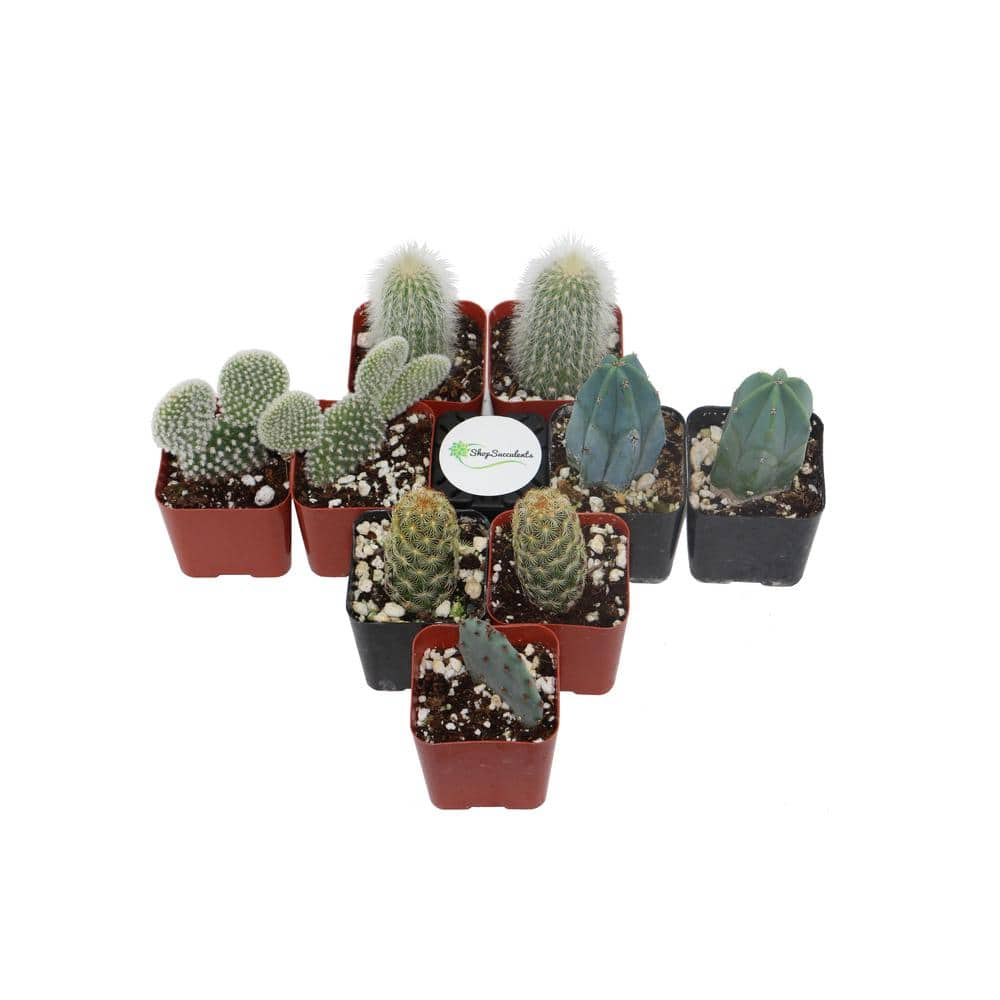 Shop Succulents 2 in. Cactus Collection (Collection of 9) C9