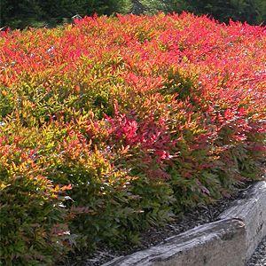 Nandina Gulfstream