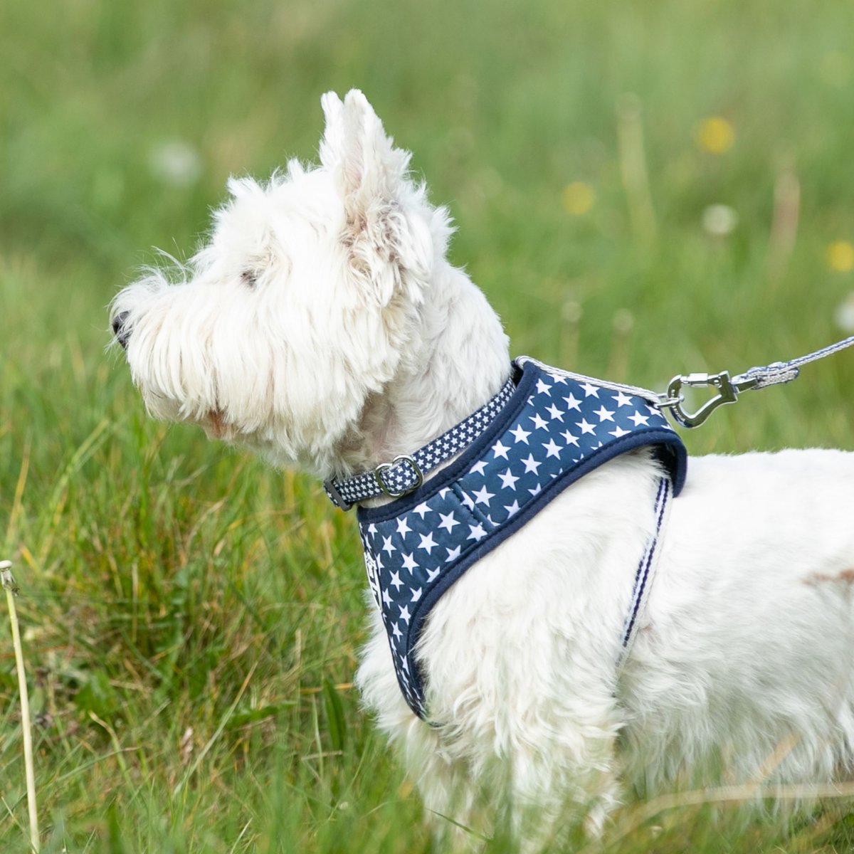 HUGO and HUDSON Nylon Bone Buckle Dog Collar