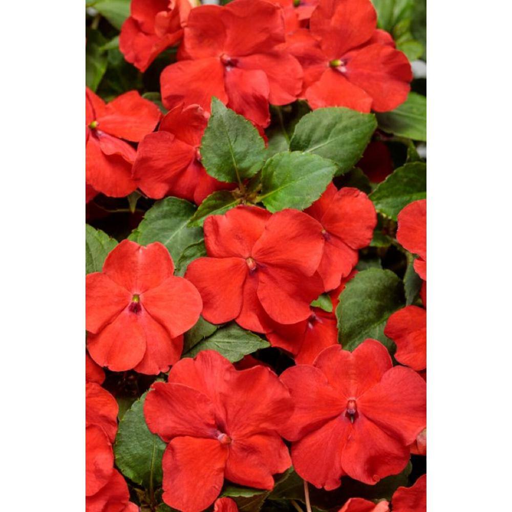 PROVEN WINNERS 4.25 in. Eco+Grande Soprano Bright Red (Impatiens) Live Plant Red Flowers (4-Pack) IMPPRW1327504