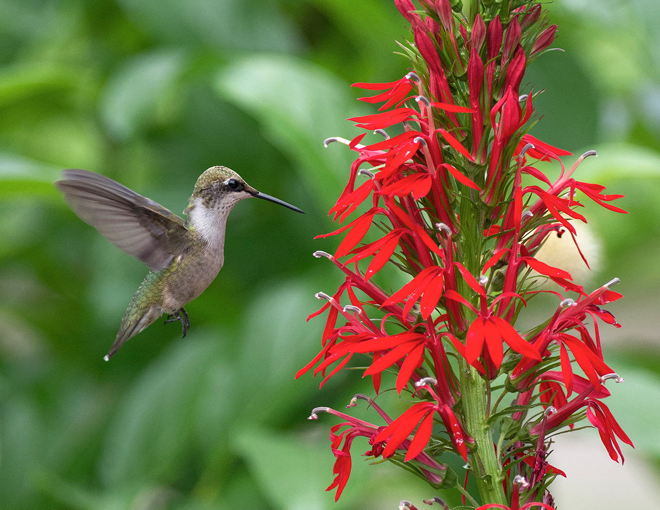 Cardinal Flower - Lobelia cardinalis - Live Starter Plant