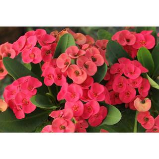 Vigoro 2.5 Qt. Crown of Thorns Plant Red Flowers in 6.33 In. Grower's Pot (2-Plants) DC1GCROWNRED2