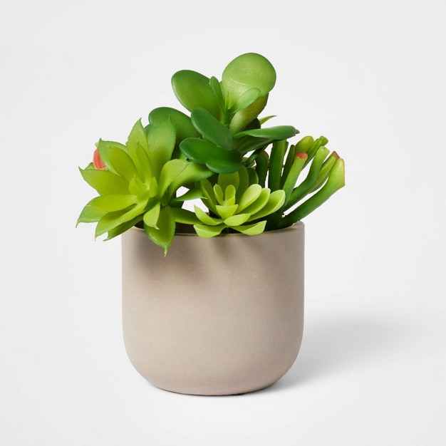 Potted Succulent