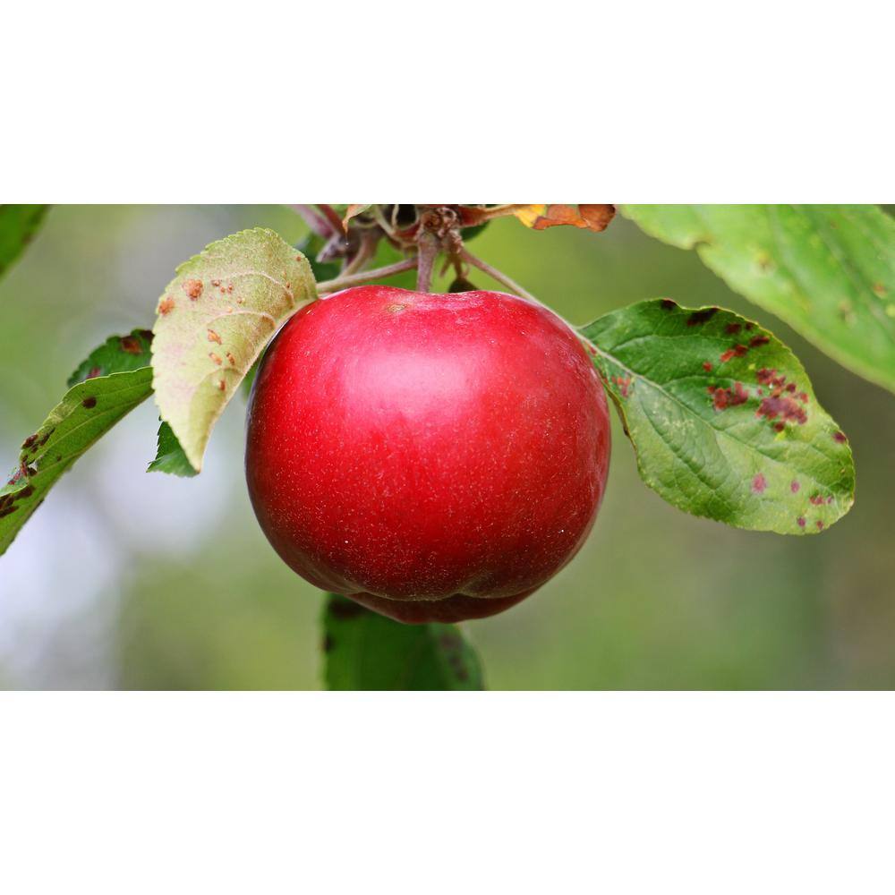 Online Orchards 3 ft. Red McIntosh Apple Tree with Scarlet Splashed Tart Fruit Great for Eating and Baking FTAP209