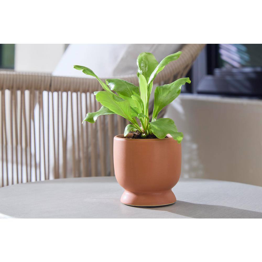 Vigoro 3 in. Arvin Small Terracotta Ceramic Planter (3 in. D x 2.8 in. H) HUCR02159N-03T