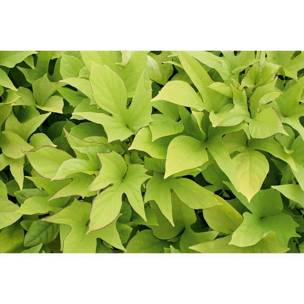 Vigoro 1 Qt. Green Sweet Potato Vine (Ipomoea) Annual Plant 4580