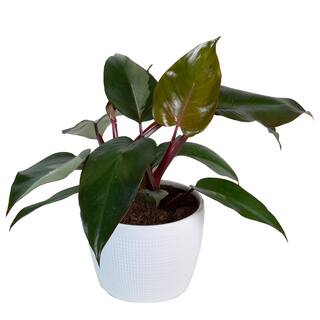 Costa Farms Philodendron Pink Princess Indoor Plant in 6 in. White Planter Avg. Shipping Height 1-2 ft. Tall M-PPP-P-WHT-01