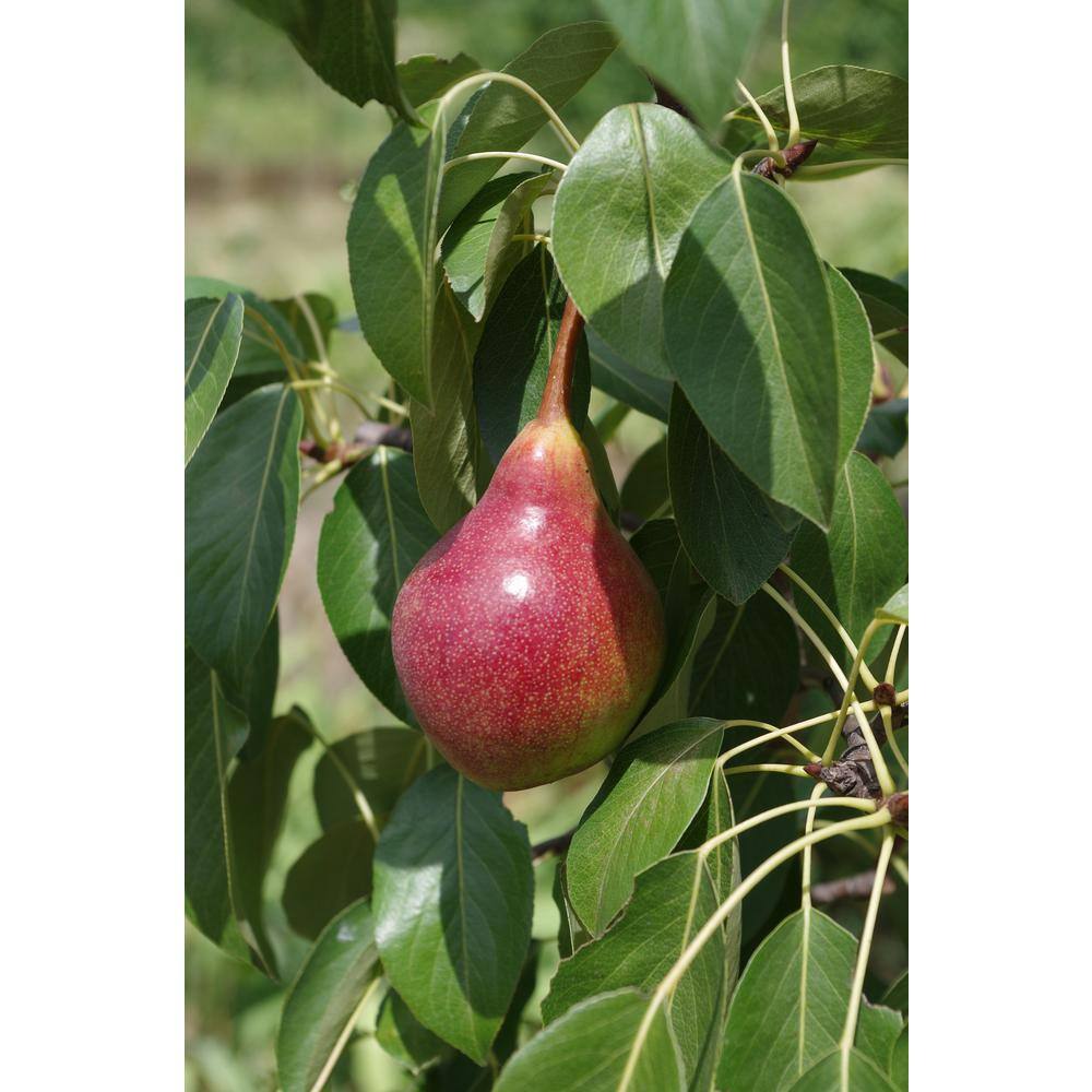 Online Orchards Red Bartlett Pear Tree (Bare-Root 3 ft. to 4 ft. Tall 2-Years Old) FTPR007