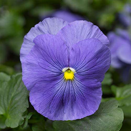 (3.5 Inch Pot/18 Count Flat) Pansy Delta Premium True Blue-Cheerful 3