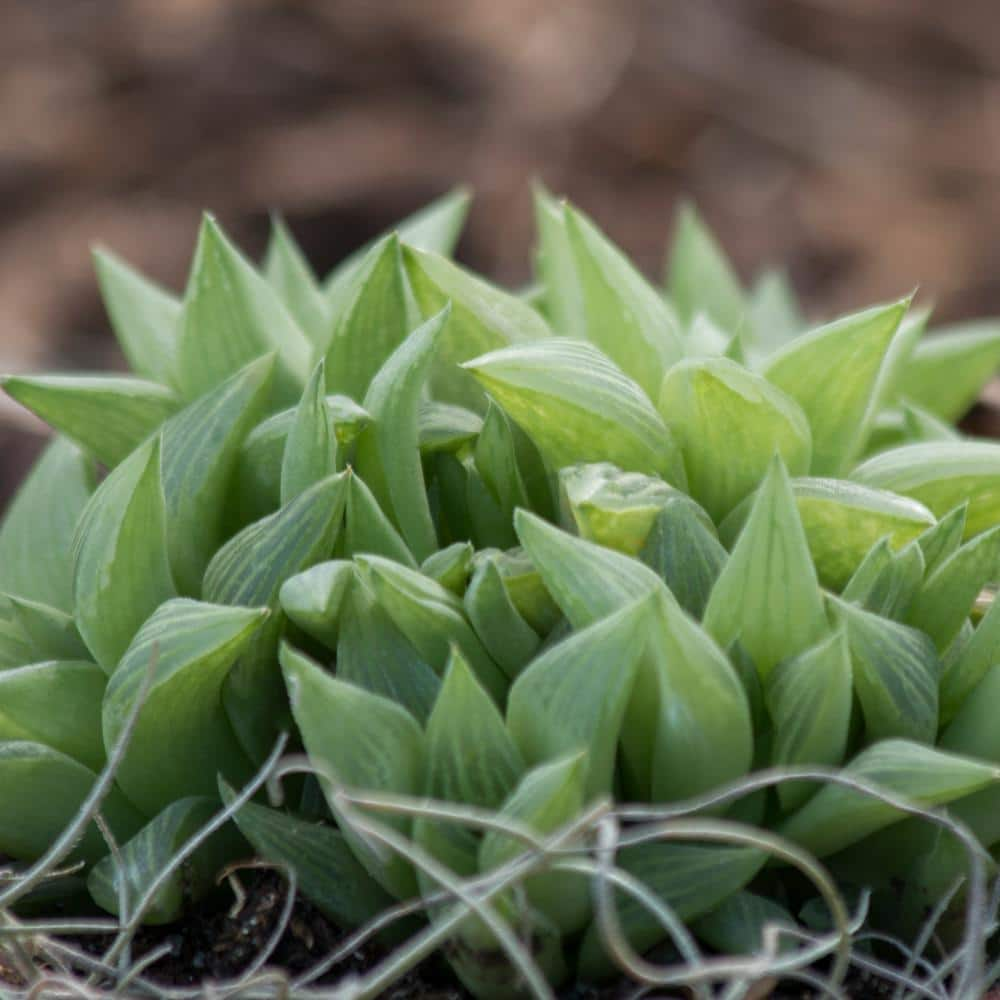 Costa Farms Haworthia Indoor Succulent Assortment in 4 in. Grower Pot Avg. Shipping Height 5 in. Tall  (3-Pack) 4SUCHAWGROW3PK