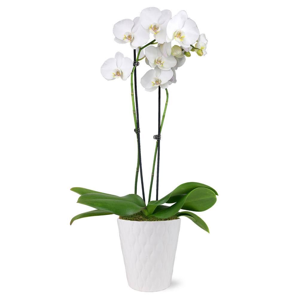 Just Add Ice Premium Orchid (Phalaenopsis) White with Yellow Throat Plant in 5 in. White Ceramic Pottery J5009