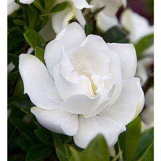 SOUTHERN LIVING 2.5 Qt. Jubilation Gardenia Live Evergreen Shrub White Fragrant Blooms 2096Q