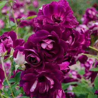 Spring Hill Nurseries 24 in. Tall Burgundy Iceberg Floribunda Tree Rose Live Bareroot Plant with Burgundy Color Flowers (1-Pack) 09337