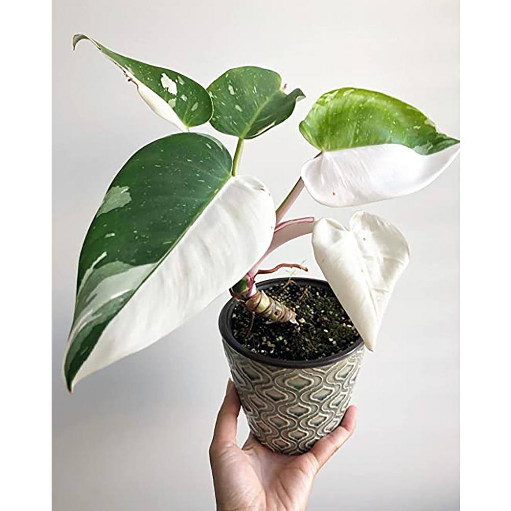 Wekiva Foliage White Knight Philodendron - Live Plant in a 4 Inch Pot - Philodendron Erubescens - Extremely Rare Indoor Houseplant WhiteKnightPhilodendron4