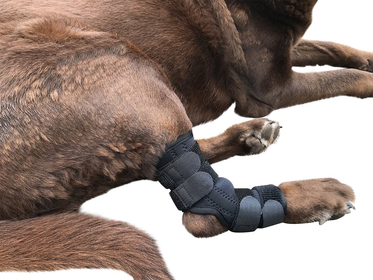 Labra Extra Supportive Dog Hock Brace with Flex Straps