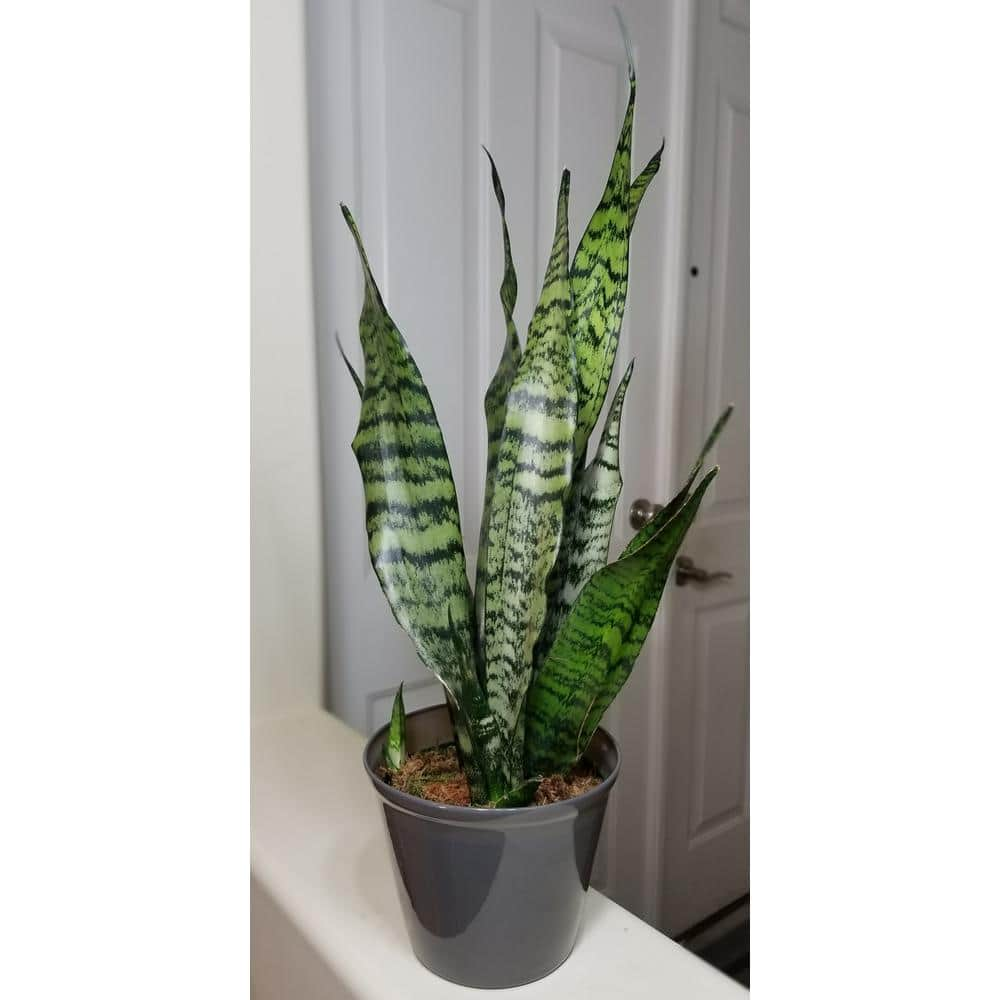 Sansevieria Snake Plant (Black Coral) in 6 in. Growers Pot SanBlk006