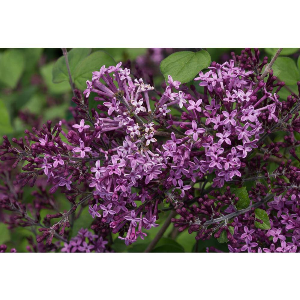 PROVEN WINNERS 1 Gal. Bloomerang Dark Purple Reblooming Lilac (Syringa) Live Shrub Purple Flowers SYRPRC1026101