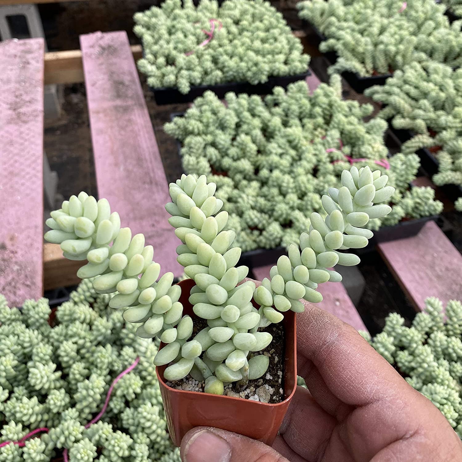 Burro's Tail Succulents Plants， Sedum Morganianum Donkey's Tail Fully Rooted in 2 inch Pots Live Potted Succulents Indoor Outdoor Decor