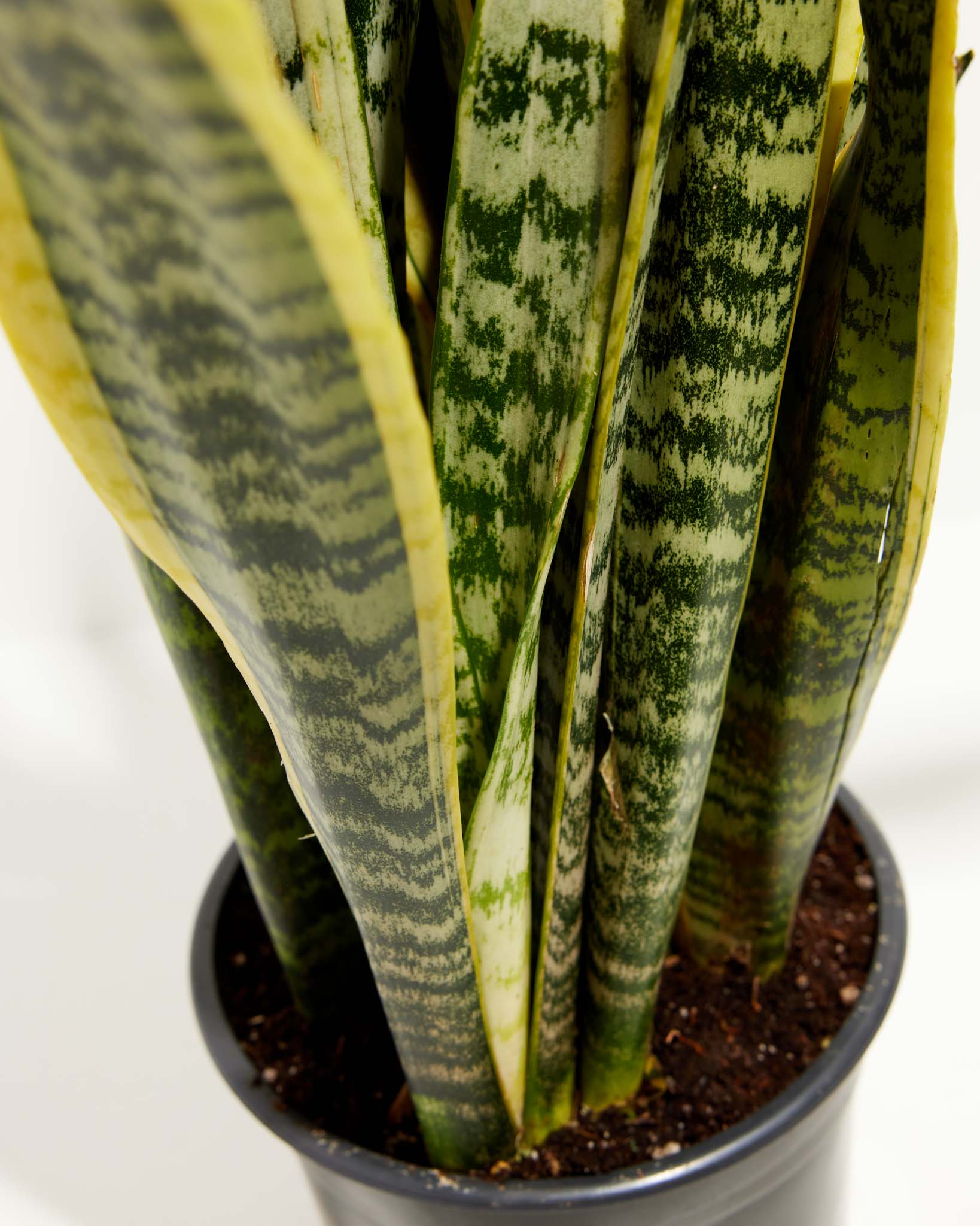 Variegated Laurentii Snake Plant