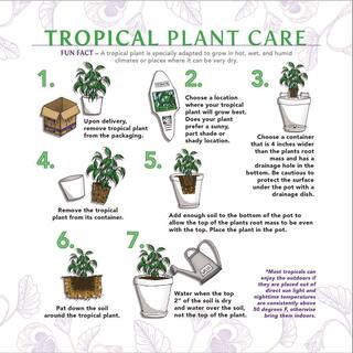 PROVEN WINNERS leafjoy Collection Monstera Deliciosa Live Indoor Plant in 7 in. Seagrass Pot Avg Ship Height 23 in. PWMDP6SEA1PK