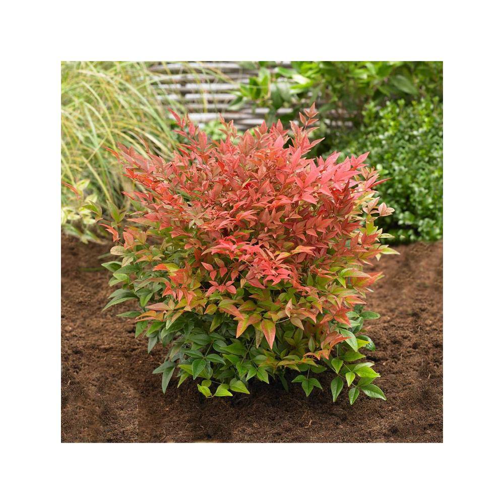 Online Orchards 1 Gal. Gulf Stream Heavenly Bamboo Flowering Shrub With Long White Flowers and Multi-Colored Rich Red Foliage (2-Pack) SBHV001