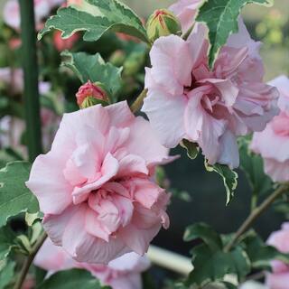 national PLANT NETWORK Hibiscus Sugar Tip Rose of Sharon Tree 1-Piece HD1540