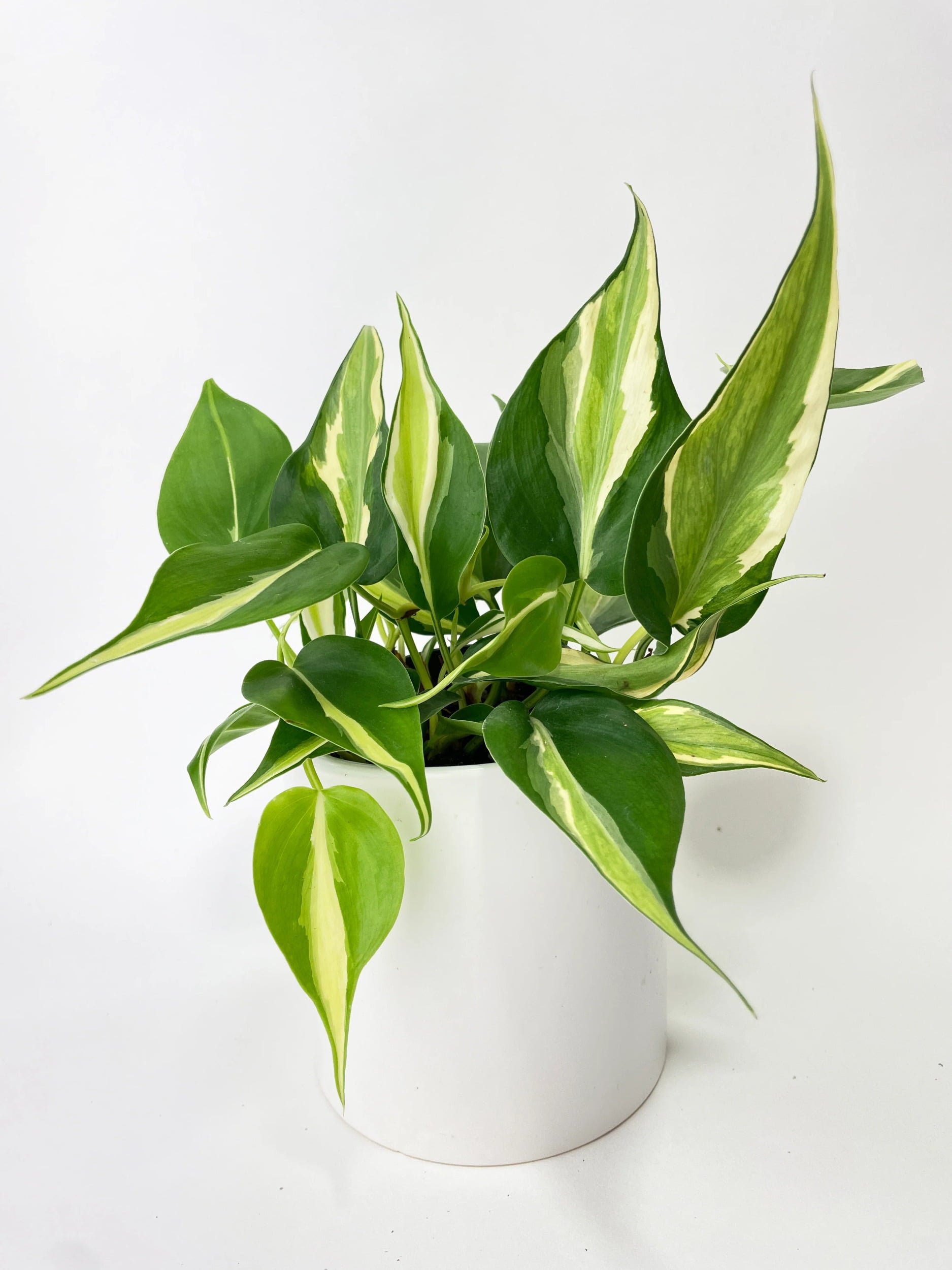 Philodendron Hederaceum Silver Stripe