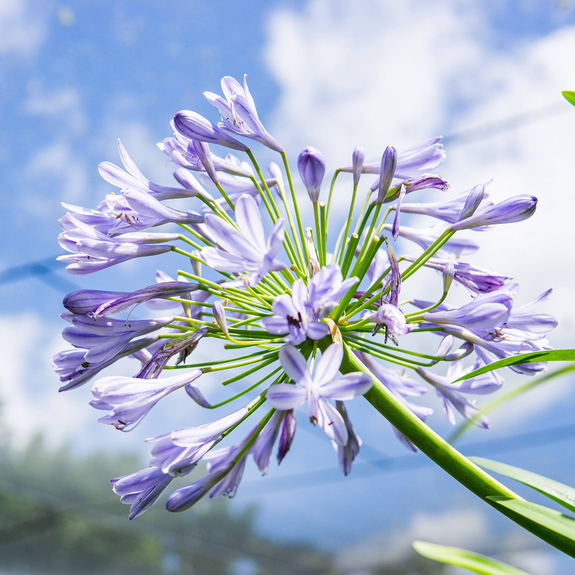 1 Gal. Blue Agapanthus - Lily of the Nile - Evergreen