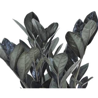 Costa Farms Trending Tropical Raven ZZ Indoor Plant in 6 in.  Pot Avg. Shipping Height 10 in. Tall CO.ZZB6SC.3.TR