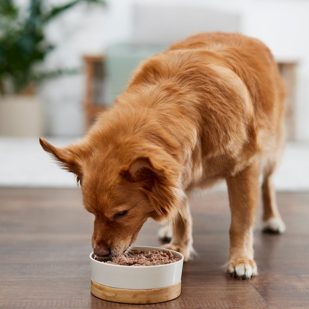 Evanger's Grain-Free Beef Canned Dog and Cat Food