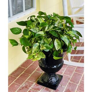 Pure Beauty Farms 12 in. 2 Gal. Golden Pothos Plant in Hanging Basket BOPIS5572