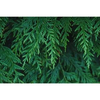 BELL NURSERY 3 Gal. Northern Spire Arborvitae (Thuja Plicata) Live Evergreen Privacy Shrub THUJA3NSP1PK