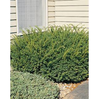 BELL NURSERY 3 Gal. Densiformis Yew (Taxus) Live Evergreen Shrub TAXUS3MDE1PK