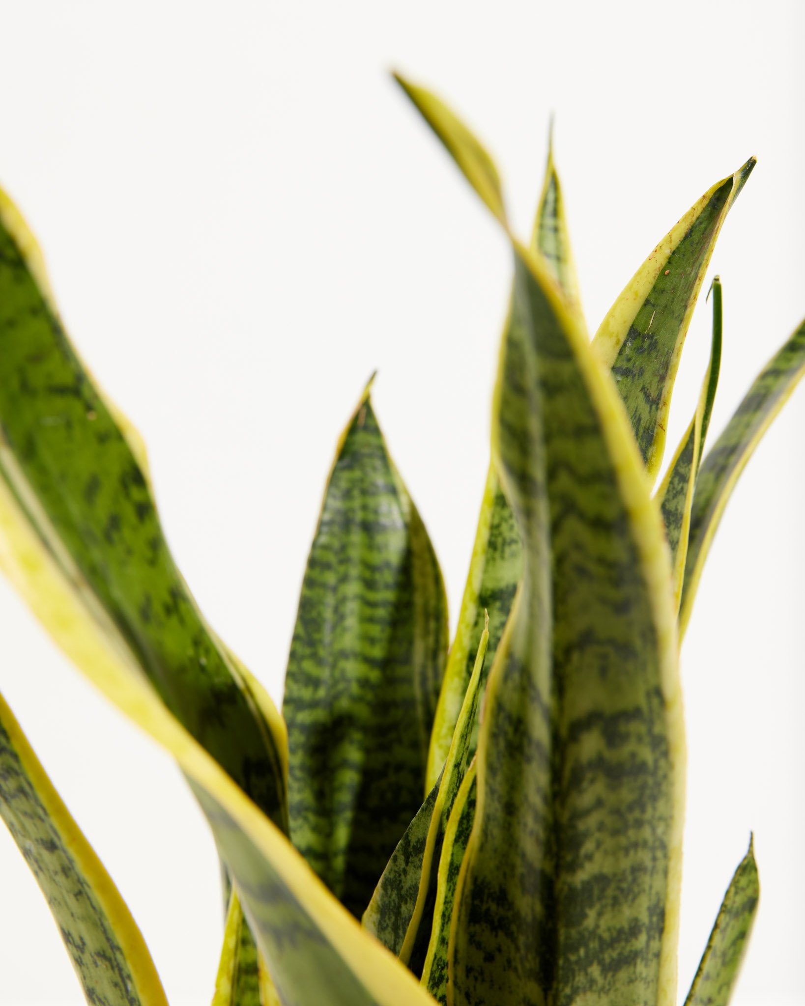 Variegated Laurentii Snake Plant