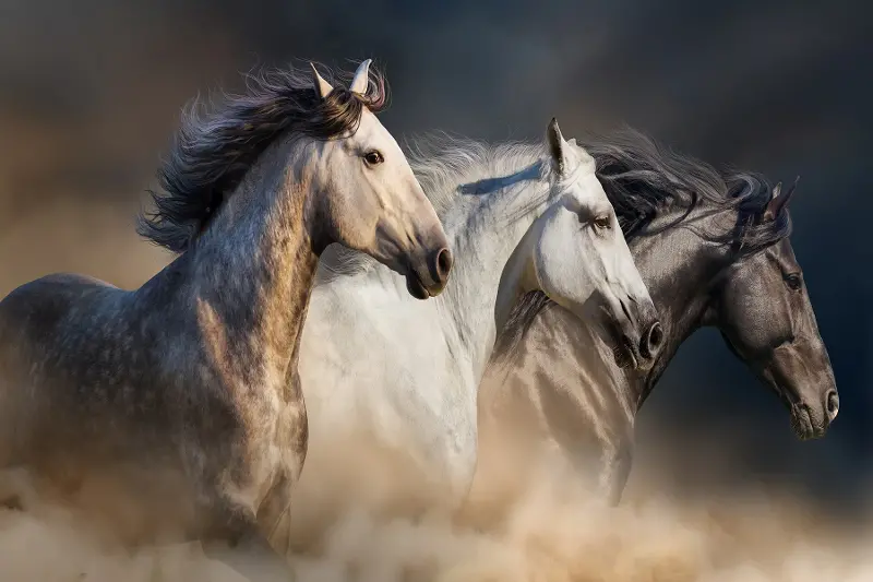 Three Horses Tempered Glass With Foil Wall Art