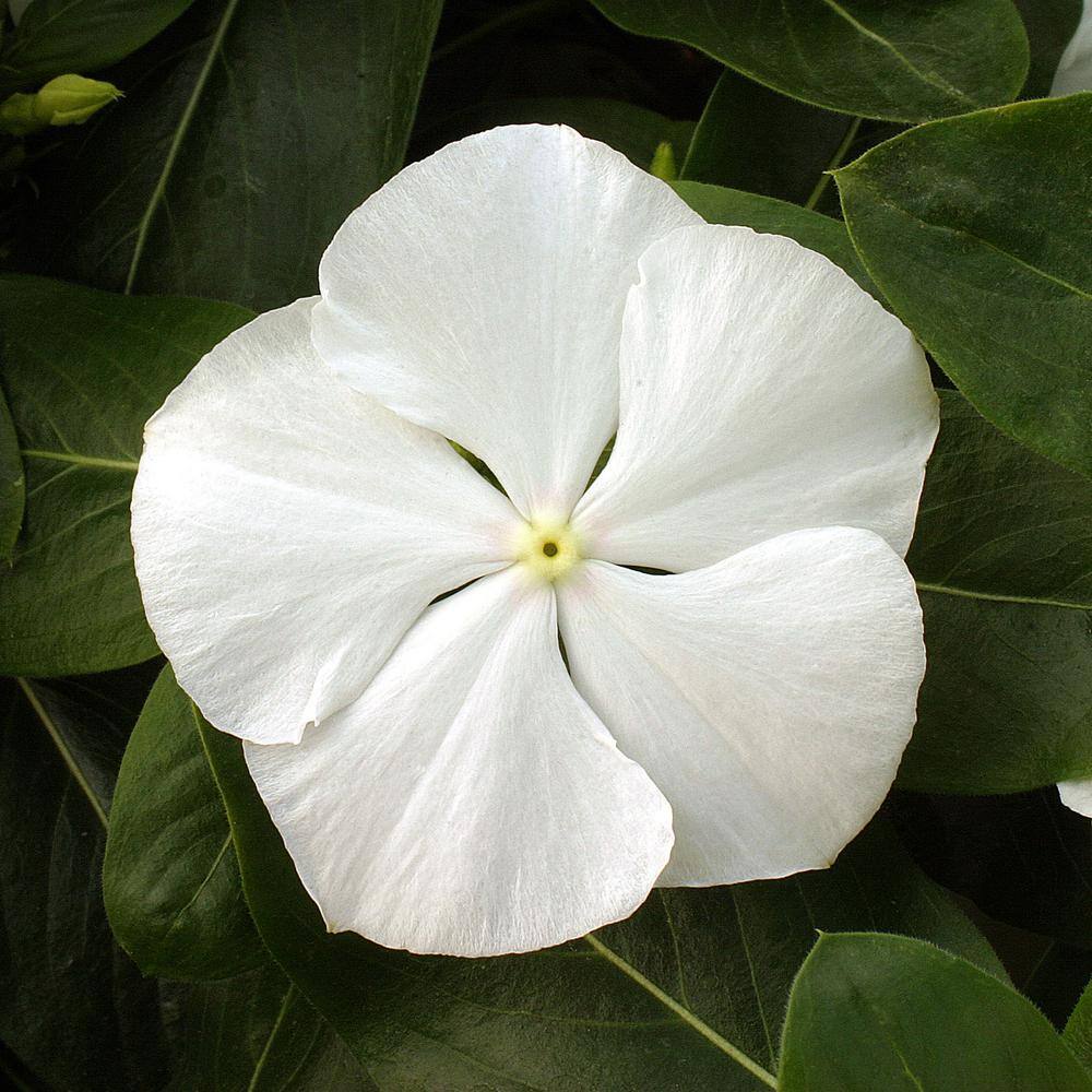 BELL NURSERY 4 in.White Vinca Annual Live Plant White Flowers (Pack of 6) VINCA4WHT6PK