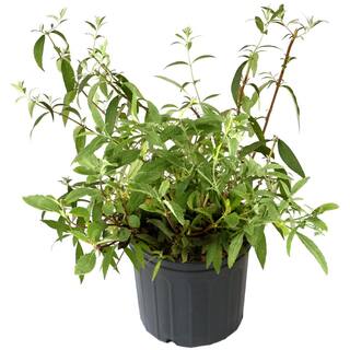 national PLANT NETWORK 2.25 Gal. Buddleia Black Knight Flowering Shrub with Purple Blooms HD7120