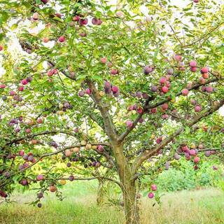 Southern Living 7 Gal. Byron Gold Plum Tree PLUBYR07G
