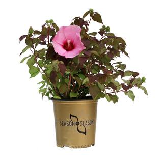 SEASON TO SEASON 2 Gal. Rose Souffle Summer Spice Hardy Hibiscus Plant with Pink Flowers 19475