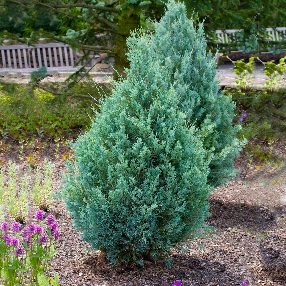 Juniper 'Wichita Blue' Tree