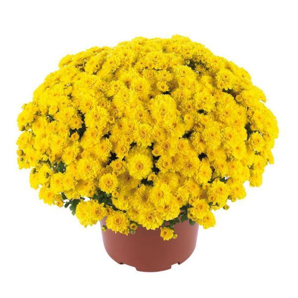 Pure Beauty Farms 2.5 Qt. Mum Chrysanthemum Plant Yellow Flowers in 6.33 In. Grower's Pot (2-Plants) DC1GMUMYEL2