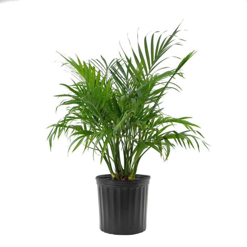 national PLANT NETWORK Cat Palm (Chamaedorea) in 10 in. Grower Container (1-Plant) HD7747